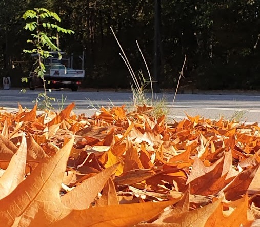 Laubbeseitigung mit Kehrmaschine