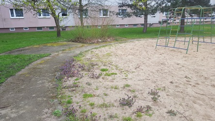 Sandtausch oder -Reinigung?